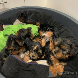 Additional photos: Two affordable Yorkshire Terrier puppies for Adoption