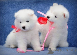 Photo №1. samoyed dog - for sale in the city of Athens | negotiated | Announcement № 172548