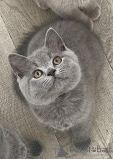 Photo №1. british shorthair - for sale in the city of Брауншвейг | 423$ | Announcement № 119436