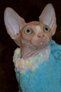 Additional photos: Sale of Sphynx kittens from the nursery!