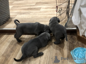 Photo №1. cane corso - for sale in the city of Geel | 424$ | Announcement № 131473