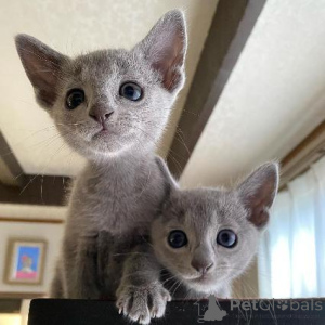 Photo №3. Cutes russian blue kittensBusiness  Whatsapp 2295825241. Germany