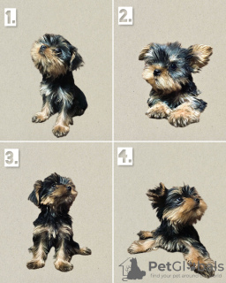 Photo №1. yorkshire terrier - for sale in the city of Tbilisi | negotiated | Announcement № 63800