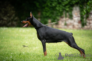 Photo №2 to announcement № 114771 for the sale of dobermann - buy in Serbia breeder