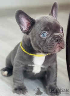 Photo №1. french bulldog - for sale in the city of Гамбург | 520$ | Announcement № 30372