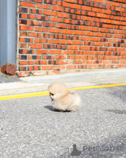 Photo №2 to announcement № 176450 for the sale of pomeranian - buy in Netherlands breeder