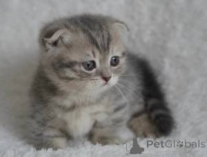 Photo №1. munchkin - for sale in the city of Unterschleißheim | 361$ | Announcement № 177571