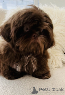 Photo №2 to announcement № 160287 for the sale of shih tzu - buy in United States private announcement