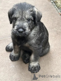 Photo №3. Sweet Giant Schnauzer Puppies. Netherlands