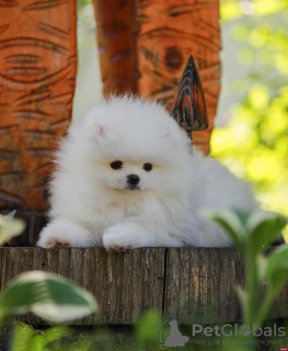 Photo №1. pomeranian - for sale in the city of Москва | negotiated | Announcement № 21298
