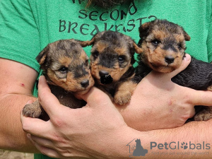 Photo №1. lakeland terrier - for sale in the city of Bremen | 300$ | Announcement № 70930