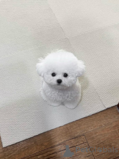 Photo №3. Purebred Maltese Puppies for Sale Healthy, Vaccinated, and Ready for New Homes!. Germany