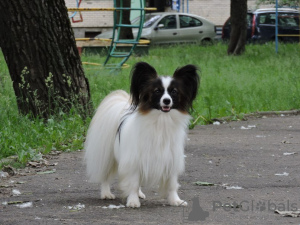 Additional photos: papillon girl