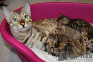 Photo №2 to announcement № 99352 for the sale of bengal cat - buy in Germany private announcement