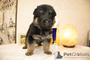 Photo №1. german shepherd - for sale in the city of Vologda | negotiated | Announcement № 8573