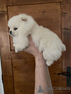 Photo №2 to announcement № 77171 for the sale of pomeranian - buy in Sweden private announcement