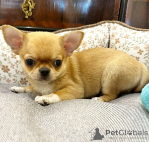 Photo №2 to announcement № 127331 for the sale of chihuahua - buy in Estonia private announcement