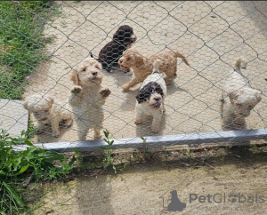 Photo №2 to announcement № 119569 for the sale of non-pedigree dogs - buy in Serbia 