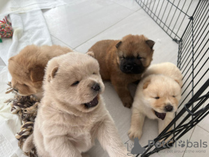 Photo №1. chow chow - for sale in the city of Dubai | negotiated | Announcement № 44684