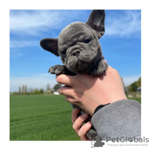 Photo №1. french bulldog - for sale in the city of Калифорния Сити | 800$ | Announcement № 10258