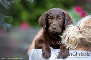 Photo №2 to announcement № 64565 for the sale of labrador retriever - buy in Russian Federation breeder