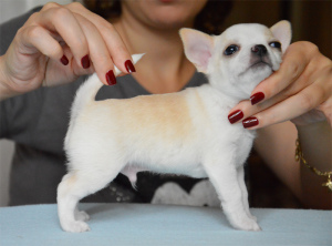 Photo №2 to announcement № 513 for the sale of chihuahua - buy in Belgium private announcement