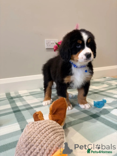 Photo №3. Bernese Mountain Dog Puppies. Germany