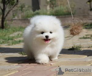 Photo №1. pomeranian - for sale in the city of Rostock | 280$ | Announcement № 117470