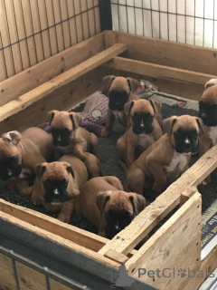 Photo №4. I will sell boxer in the city of Genk. private announcement, breeder - price - 671$