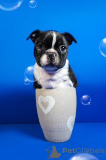 Additional photos: Boston terrier puppies