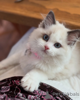 Photo №2 to announcement № 156258 for the sale of ragdoll - buy in Ireland private announcement