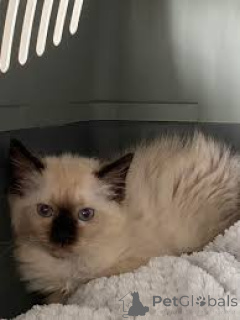 Photo №1. balinese cat - for sale in the city of Marseilles | 516$ | Announcement № 165935