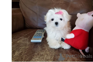 Photo №4. I will sell maltese dog in the city of Garden City.  - price - negotiated