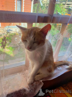 Photo №2 to announcement № 135921 for the sale of  - buy in Russian Federation private announcement