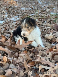 Photo №3. Drahthaar-Foxterrier-Welpen. Germany