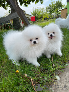 Additional photos: Pomeranian white