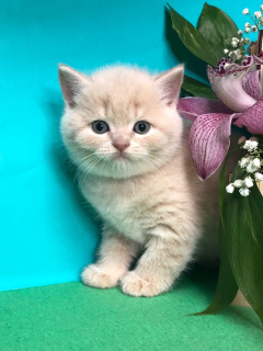 Photo №1. british shorthair - for sale in the city of Samara | 386$ | Announcement № 6075