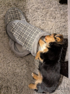 Photo №1. yorkshire terrier - for sale in the city of Choirokoitia | negotiated | Announcement № 173358