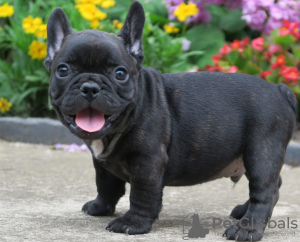 Photo №2 to announcement № 80041 for the sale of french bulldog - buy in Australia private announcement