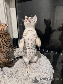 Photo №2 to announcement № 152663 for the sale of bengal cat - buy in Switzerland private announcement