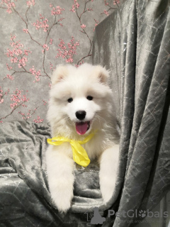 Photo №1. samoyed dog - for sale in the city of Москва | negotiated | Announcement № 8235