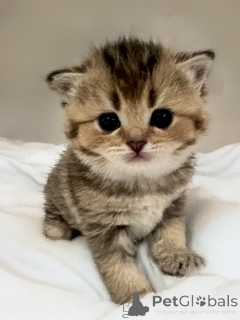 Photo №2 to announcement № 136313 for the sale of scottish straight - buy in France breeder