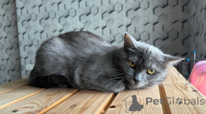 Photo №1.  - for sale in the city of Москва | Is free | Announcement № 140886