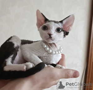 Photo №1. devon rex - for sale in the city of Indianapolis | 300$ | Announcement № 55583