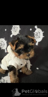 Photo №4. I will sell yorkshire terrier in the city of Regensburg. private announcement - price - 280$