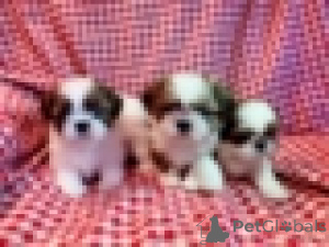 Photo №2 to announcement № 160992 for the sale of shih tzu - buy in Austria 