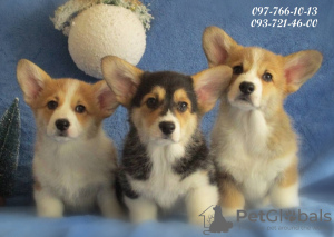 Photo №1. welsh corgi - for sale in the city of Dnipro | 1308$ | Announcement № 30118