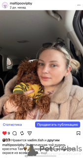 Photo №4. I will sell maltipu in the city of Minsk. from nursery - price - 1800$