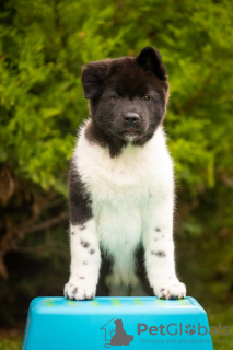 Photo №1. american akita - for sale in the city of Dnipro | 1414$ | Announcement № 69325