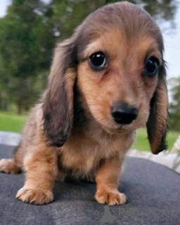 Photo №4. I will sell non-pedigree dogs in the city of Ettlingen. private announcement - price - 599$